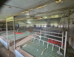 Bourací práce na hale chovu prasnic